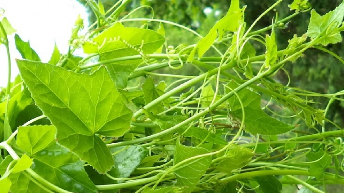 ใครยังไม่รู้...ต้องอ่าน!! เผยวิธีแก้พิษ "ตะขาบ" ทำเองได้เลยง่ายๆ รับลองหายแน่นอน อ่านแล้วแชร์บอกต่อ