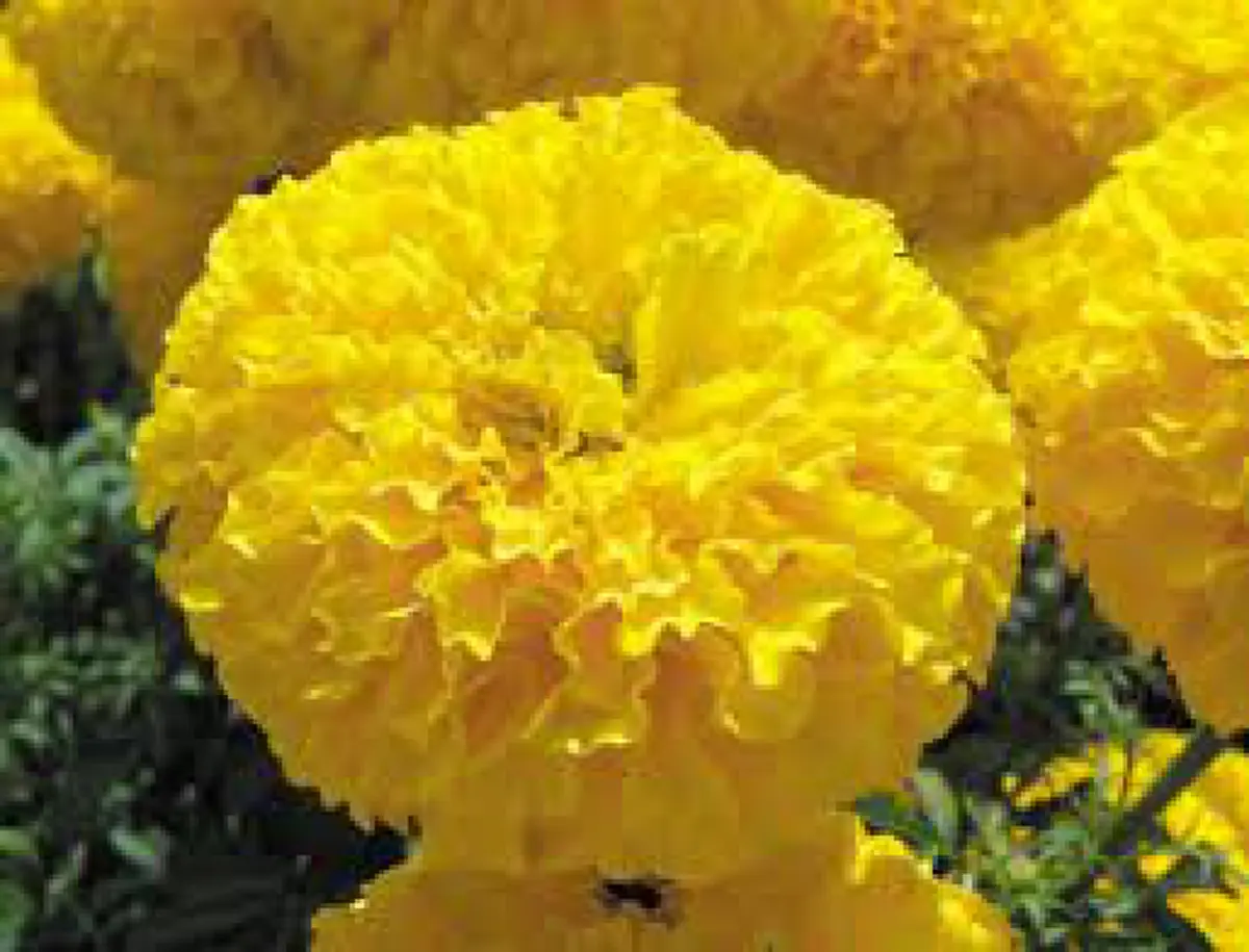 ปลูกไว้ดีแน่!!  6 ดอกไม้มงคล ตามความเชื่อปลูกแล้วดี บ้านคุณมีหรือยัง!