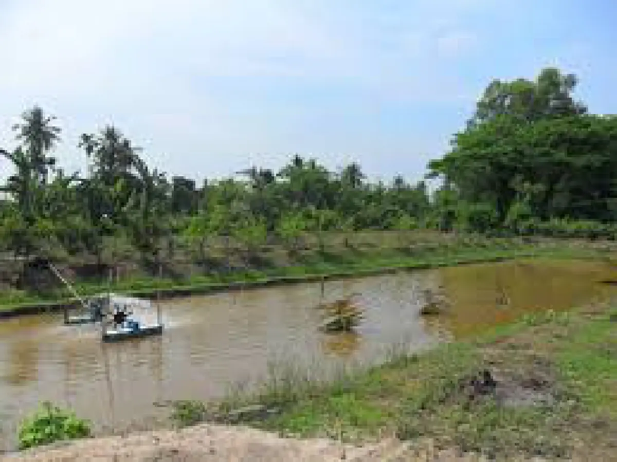 อึ้ง!!อาชีพใหม่“เกษตรกรที่มีที่นาว่างเปล่าที่ปล่อยน้ำทิ้งไว้ลองหันมาบูรณาการสร้างรายได้เลี้ยง"กุ้งก้ามกราม"