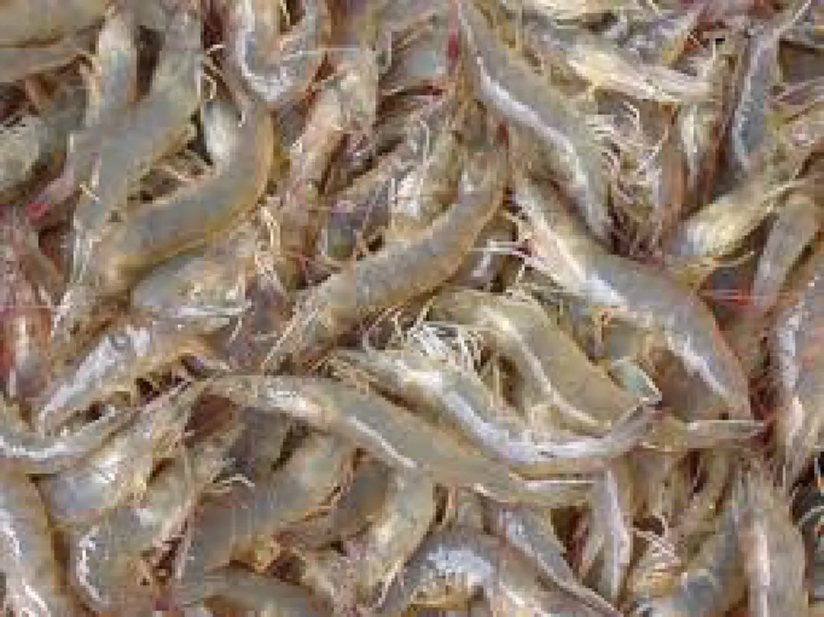 อึ้ง!!อาชีพใหม่“เกษตรกรที่มีที่นาว่างเปล่าที่ปล่อยน้ำทิ้งไว้ลองหันมาบูรณาการสร้างรายได้เลี้ยง"กุ้งก้ามกราม"