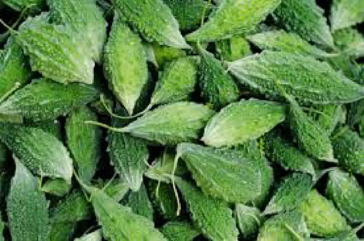 ผลมะระขี้นก