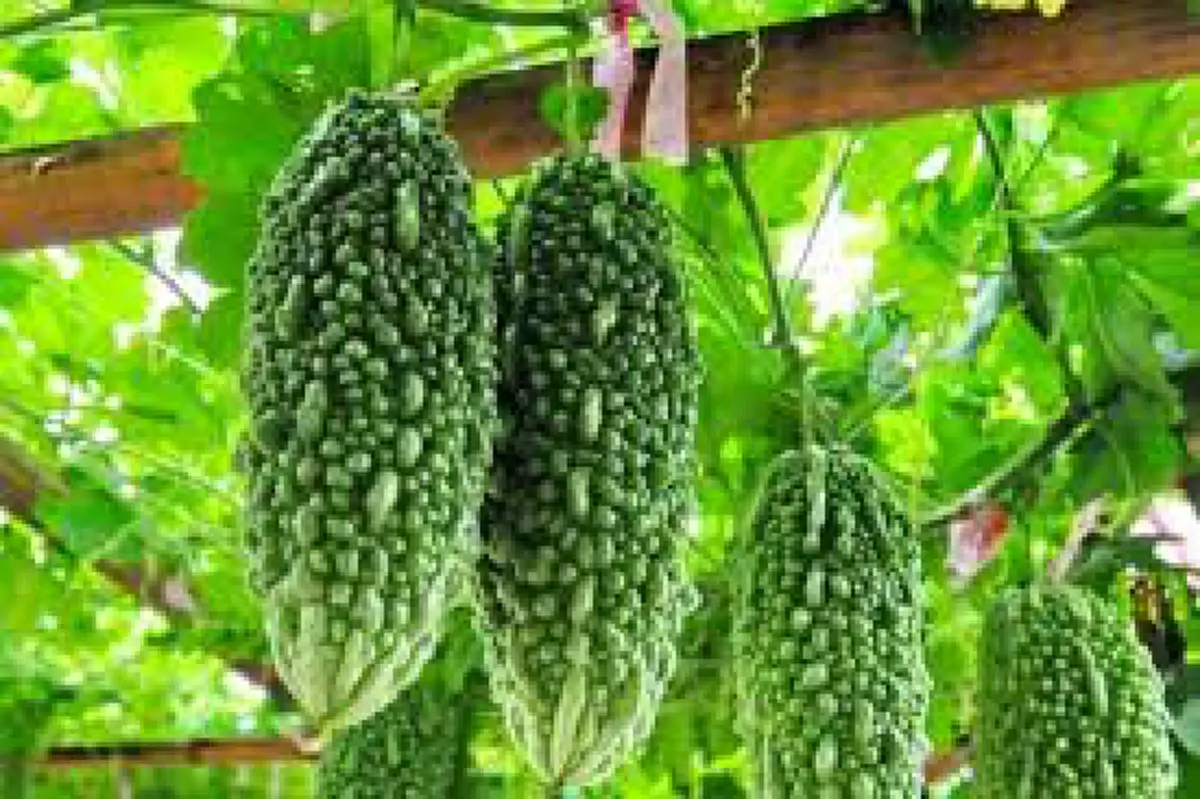 ภาพของมะระขี้นก