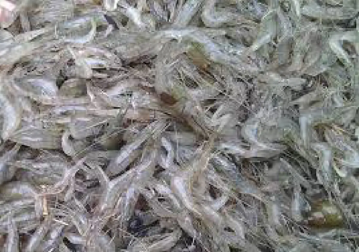 อึ้ง!!อาชีพใหม่“เกษตรกรที่มีที่นาว่างเปล่าที่ปล่อยน้ำทิ้งไว้ลองหันมาบูรณาการสร้างรายได้เลี้ยง"กุ้งก้ามกราม"