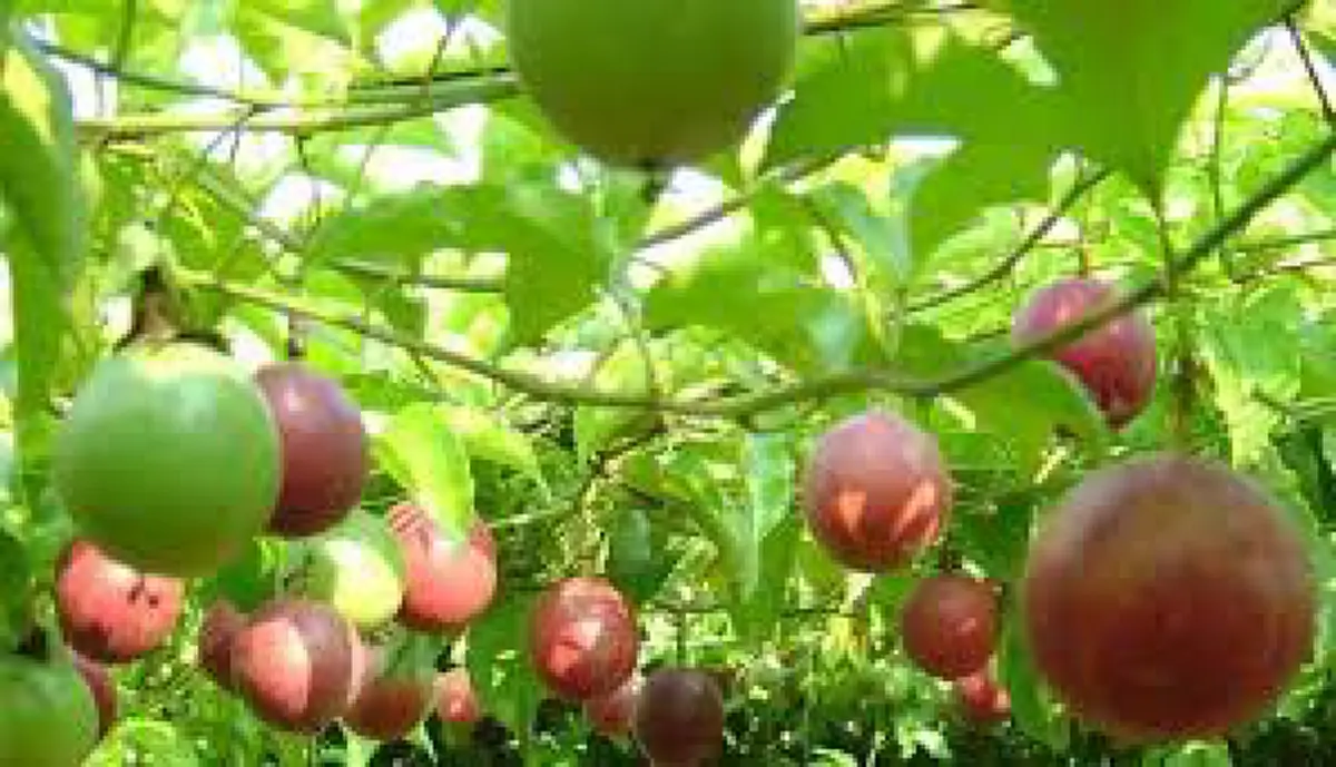 สรรพคุณเสาวรส