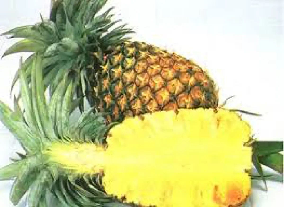 ประโยชน์และสรรพคุณของ"สับปะรด" สุดยอดของผลไม้ที่อุดมไปด้วยสารอาหารช่วยรักษาอาการและบำรุงร่างกาย อย่างไม่น่าเชื่อ!!!