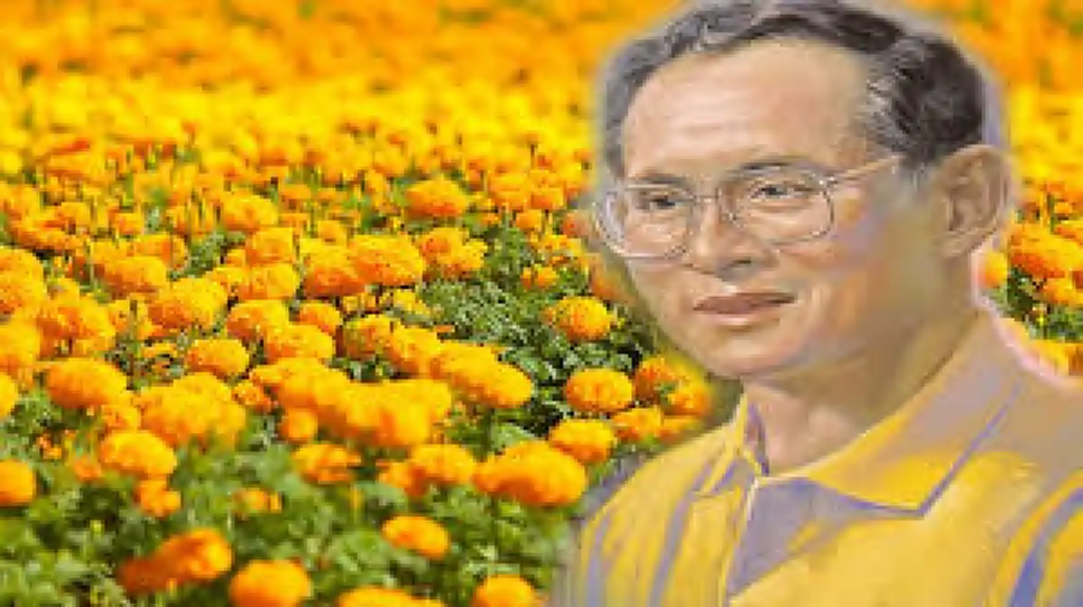 แจกฟรี!!! ดอกดาวเรืองวันละ 999 ต้น! ลงทะเบียนปุ๊ปรับปั๊ปทันทีที่บรีโอ้ สาย 4