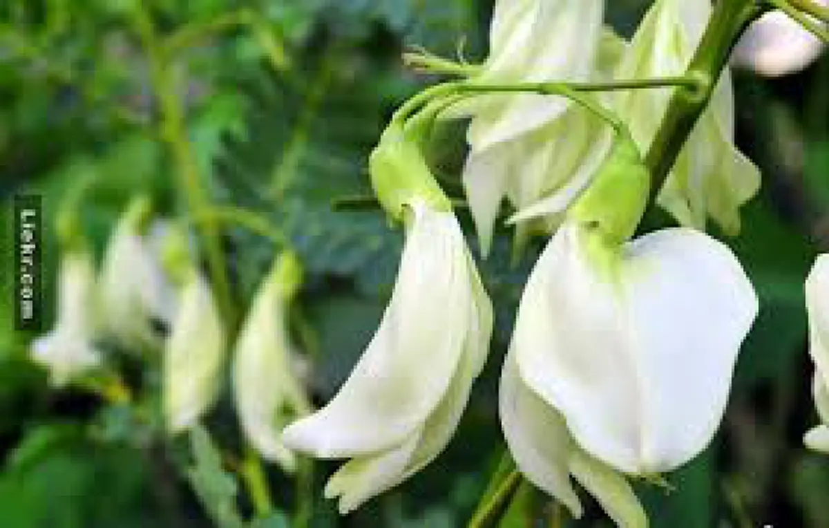 ประโยชน์ดีขนาดนี้ควรกินบ่อยๆ!! ดอกแค ช่วยบำรุงสายตา ต่อต้านมะเร็ง และยังมีแคลเซียม, ฟอสฟอรัสสูง ช่วยเสริมสร้างกระดูก! เพียงกินให้ถูกวิธี