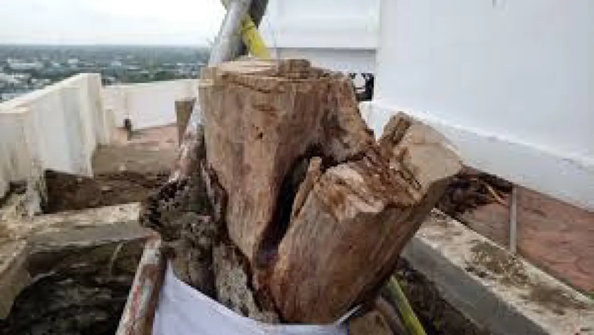 กรมป่าไม้แจ้งข่าวดีพบต้นอ่อน DNA ตรงกับ"ศรีมหาโพธิ์ ในหลวง ร.9 ทรงปลูกถูกตัดโค่นในวัดธรรมิการามฯ