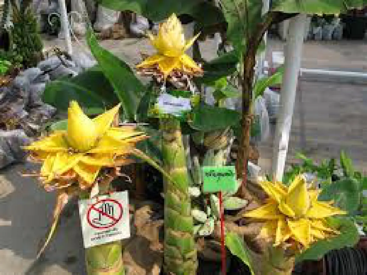 กล้วยประหลาด