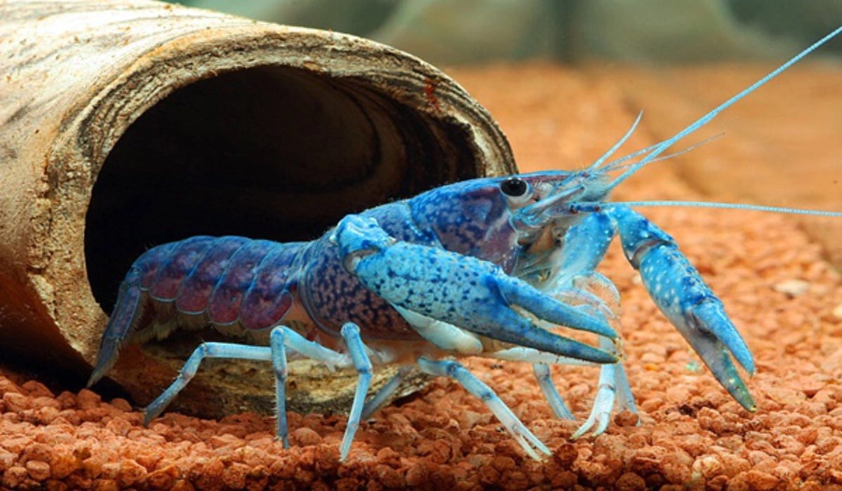 คนเลี้ยงกุ้งเครย์ฟิชต้องอ่าน!!! กรมประมง สั่งห้ามนำกุ้งเครย์ฟิชเข้าประเทศ ฝ่าฝืน-แอบทิ้งลงแม่น้ำ ระวังเจอโทษหนัก
