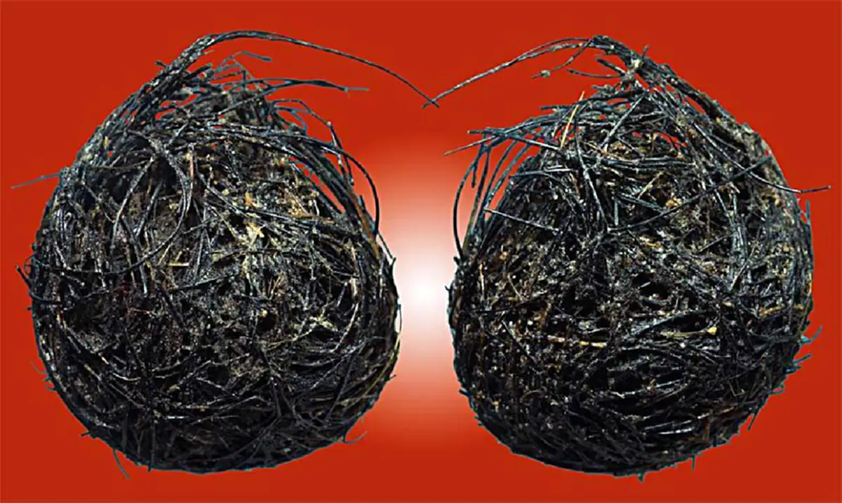 หมูป่าโทนจะอยู่ตัวเดียวอย่างทระนง มีขนเหนือสันหลังขึ้นมาถึงโหนกคอยาวเป็นพิเศษ "ช้องหมูป่า"มีอิทธิฤทธิ์ด้านคงกระพันมหาอุด