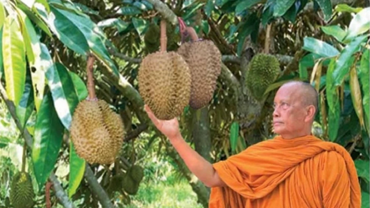 วัดสวนแก้ว...ขอความช่วยเหลือ "เอาผลไม้ไปกินหน่อย" !!! พระพยอม ลั่น...มาเอาไปกินฟรีก็ได้ เนื่องจากผลไม้ล้นวัด !!!