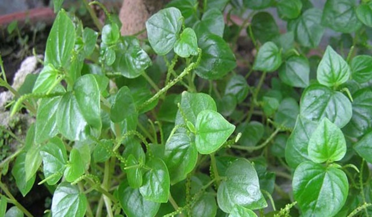 บ้านใครมีอย่าเพิ่งถอนทิ้ง!!! "ผักกระสัง" พืชสมุนไพรพื้นบ้าน ช่วยต้านมะเร็ง บรรเทาโรคเก๊าท์ และข้ออักเสบ ไม่มีราคา แต่คุณค่าสูงปรี๊ด