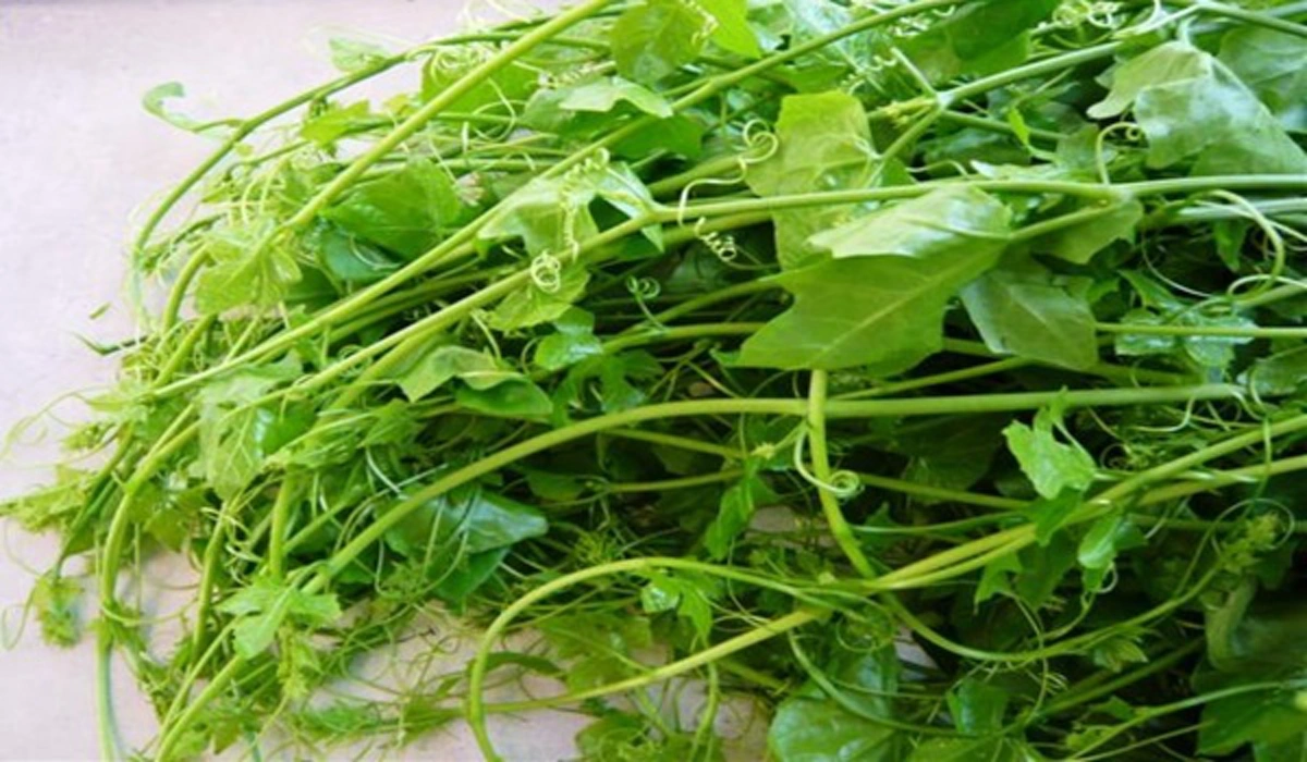 ไม่อยากป่วยยกมือขึ้น!!! 8 สุดยอดสมุนไพร รักษาเบาหวาน ลดน้ำตาลในเลือด รู้แล้วรีบแชร์ด่วน