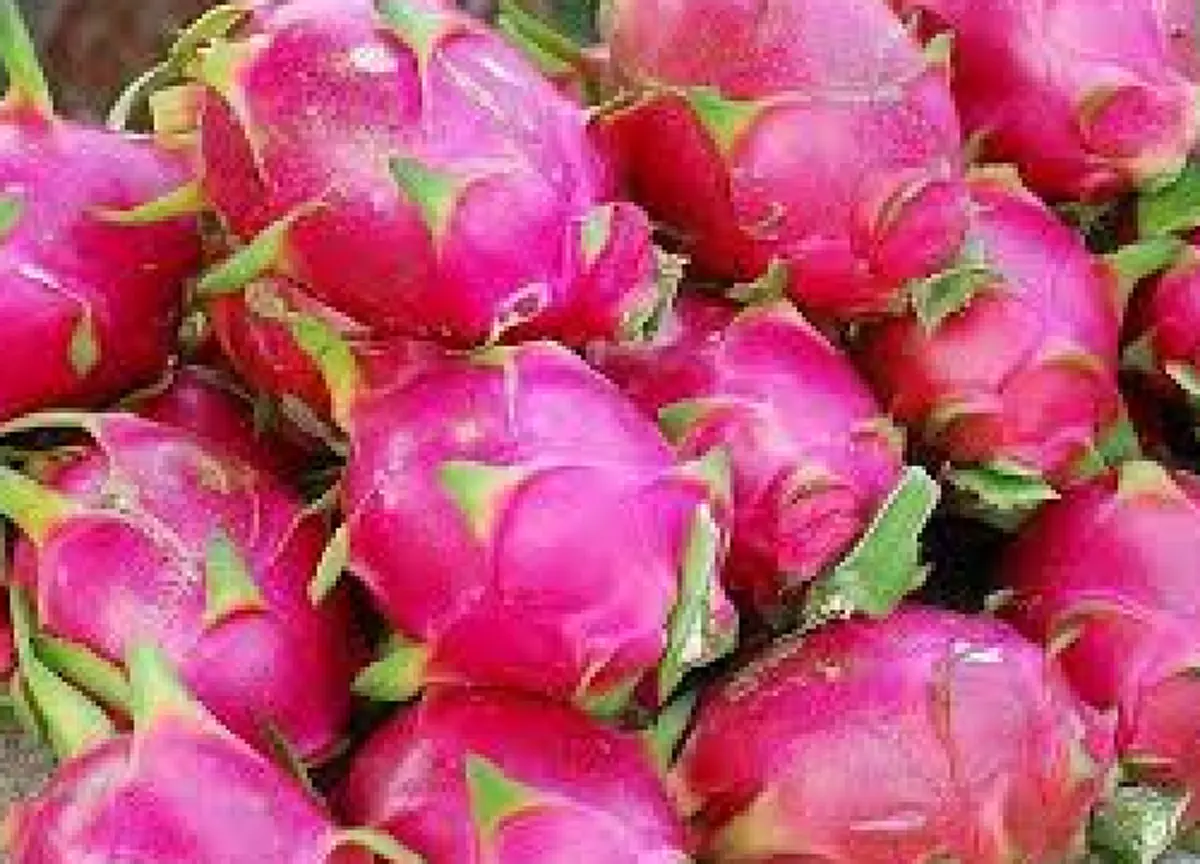 ใครมีอาการแบบนี้ จำไว้เลย..! 10 ข้อห้าม การรับประทานแก้วมังกร รู้แล้วรีบแชร์ต่อ