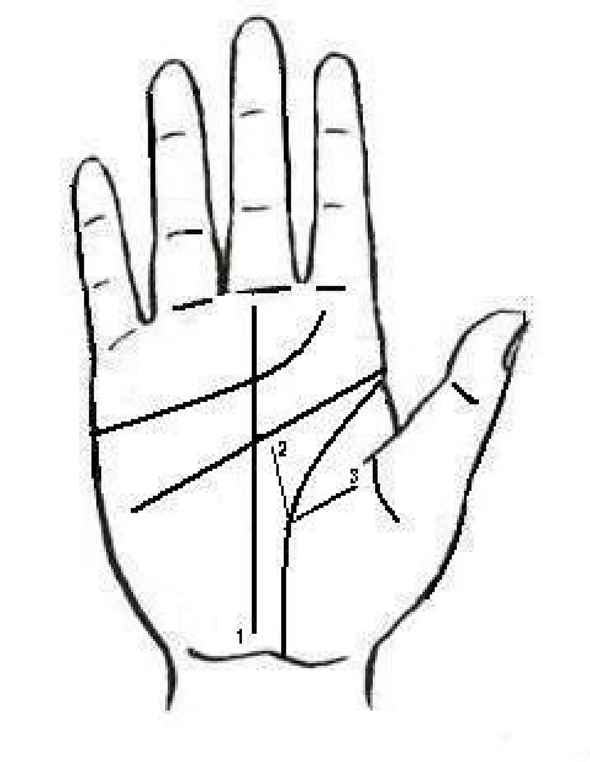 เส้นลายมือ