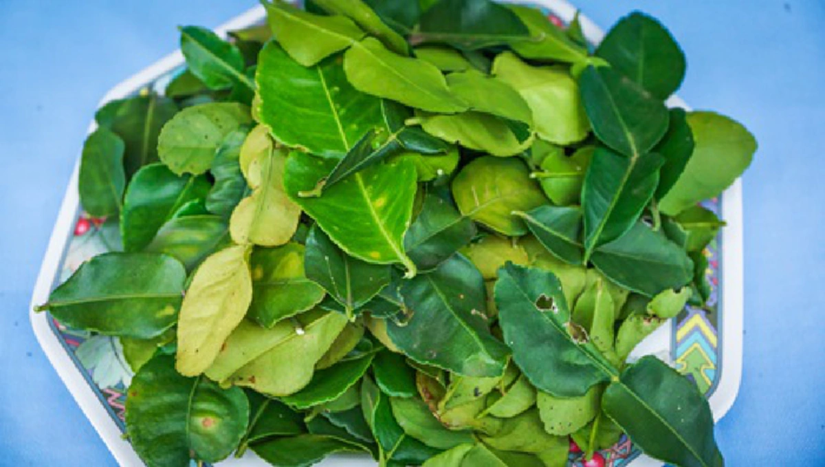 ใบมะกรูด