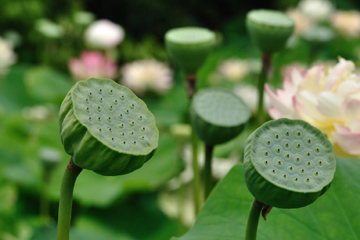 รีบหามาทานด่วน!!! "เม็ดบัว" พืชสมุนไพรมหัศจรรย์ บำบัดโรคได้หลายชนิด มีคุณประโยชน์น่าเหลือเชื่อ