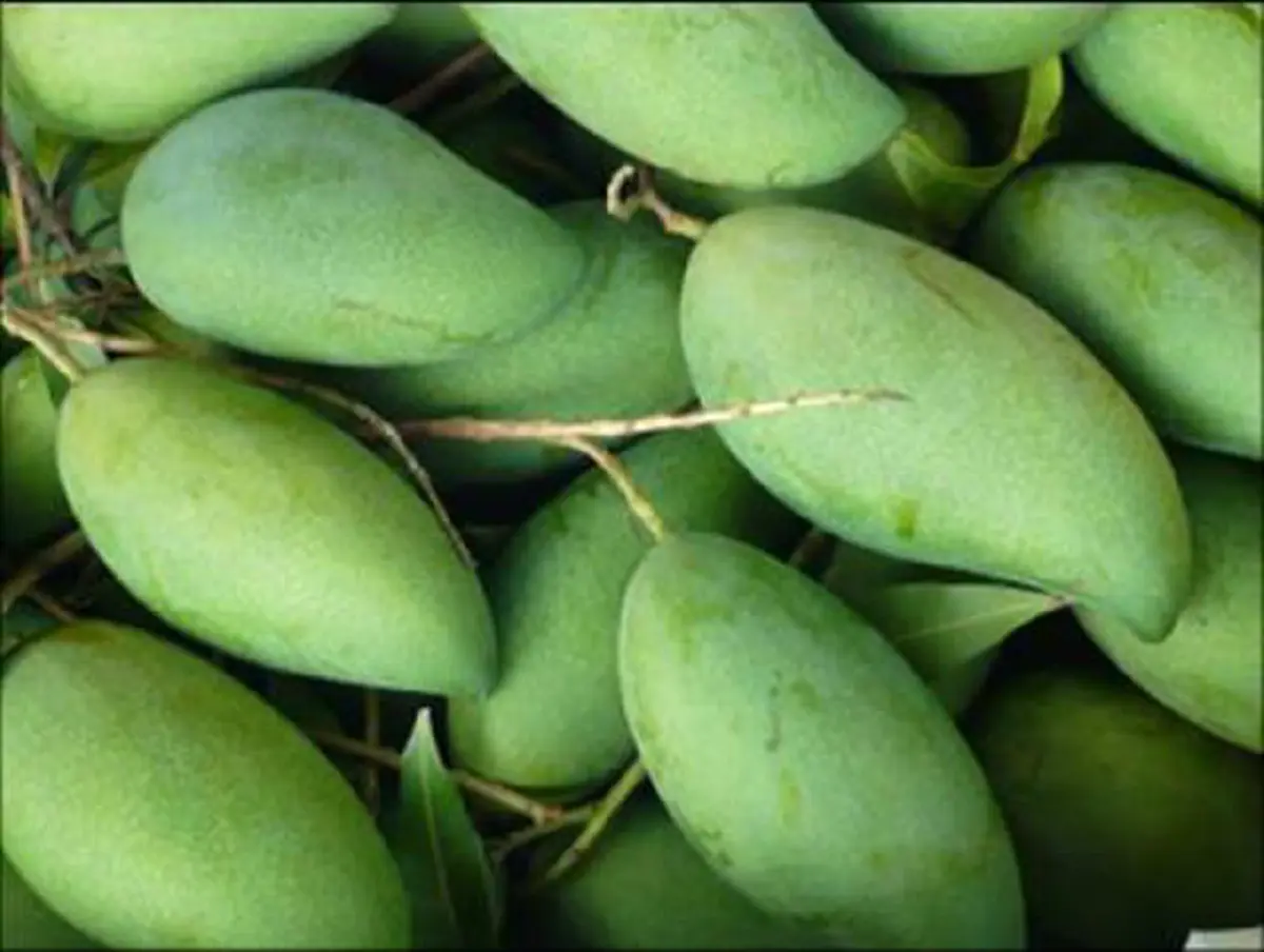 สูงเเค่ไหนก็สอยได้สบาย!! ที่สอยมะม่วง จากขวดน้ำ สอยแถมมะม่วงเเบบไม่มีรอยช้ำ ด้วยวิธีสุดเจ๋ง รีบเเชร์เก็บไว้เลย