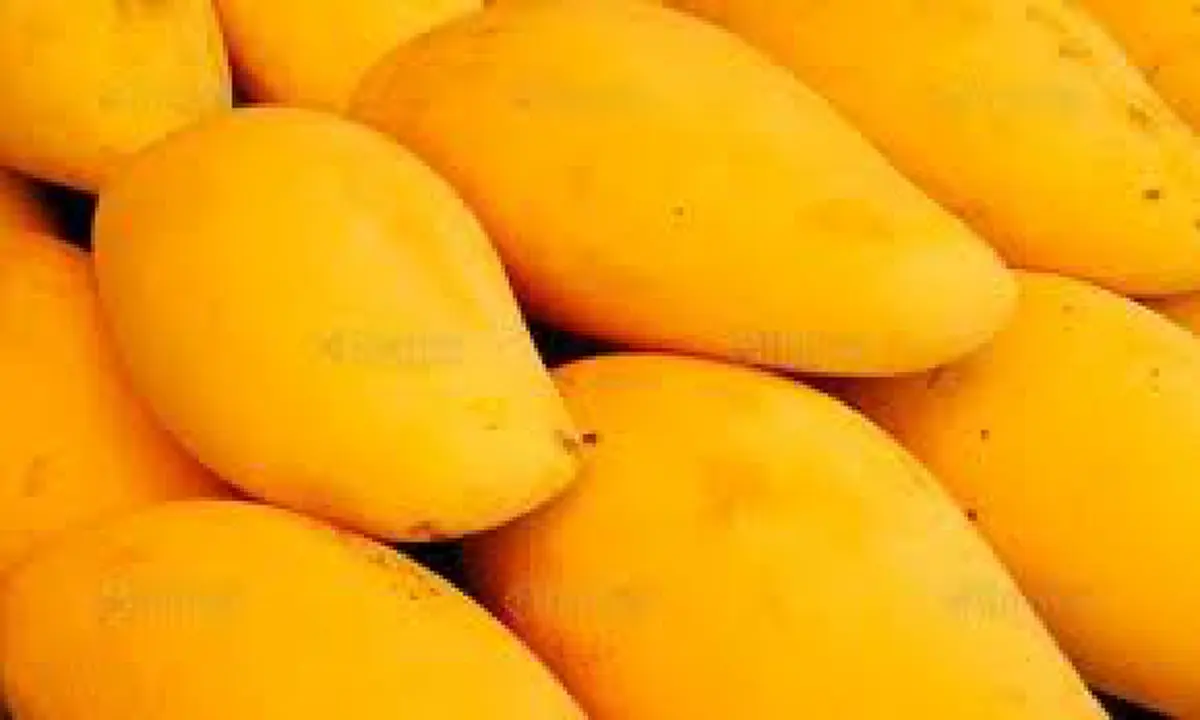 ประโยชน์และสรรพคุณของ "มะม่วง" สุดยอดผลไม้ที่อุดมไปด้วยสารอาหารช่วยรักษาอาการและต้านทานโรค อย่างไม่น่าเชื่อ!!