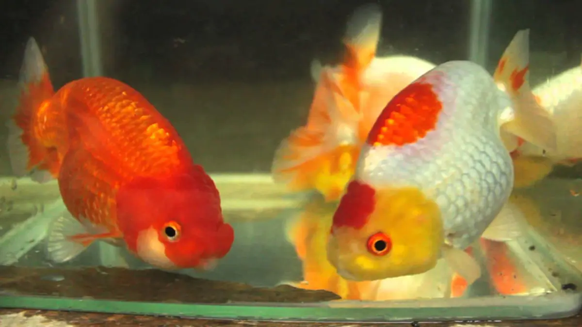 รีบหามาเลี้ยงเสริมดวง!! "สัตว์เลี้ยง"มงคล..ช่วยเสริมดวงของคนทั้ง12 ราศี..เช็คกันเลยว่า.."สัตว์ชนิดใด"เหมาะกับราศีของคุณ??!! (รายละเอียด)