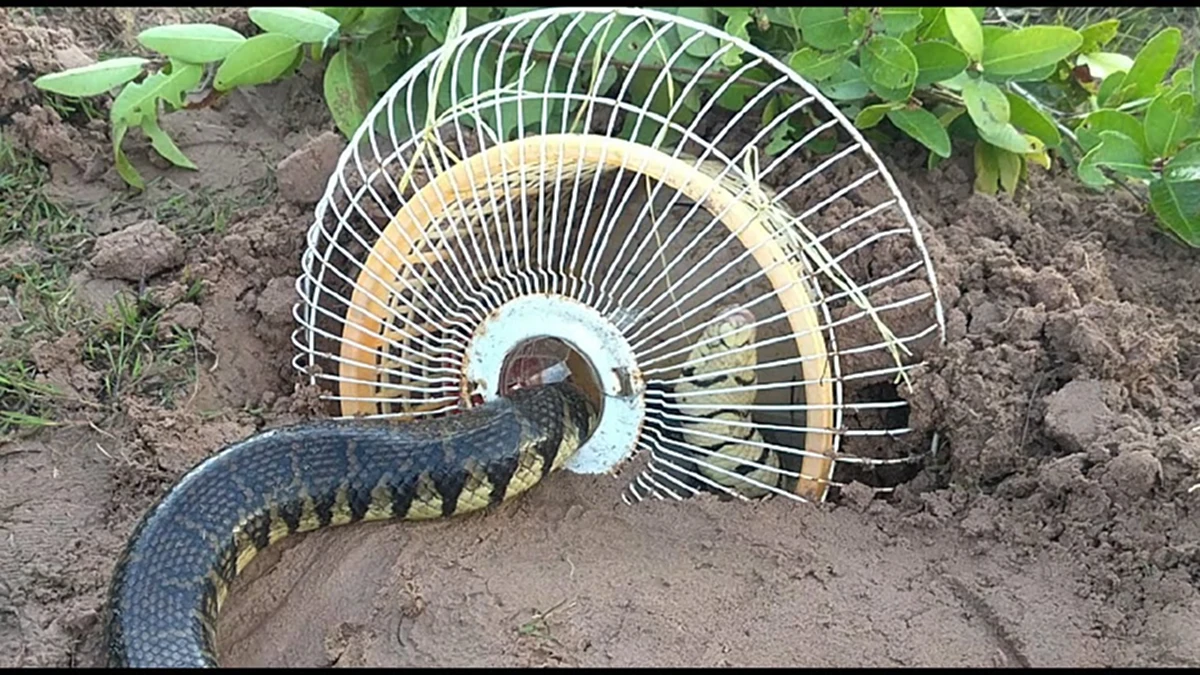 ชมชัดๆ "วิธีทำกับดักงู" ง่ายๆด้วยตะแกงฝาพัดลม ใช้เหยื่ออะไร (ชมคลิป)