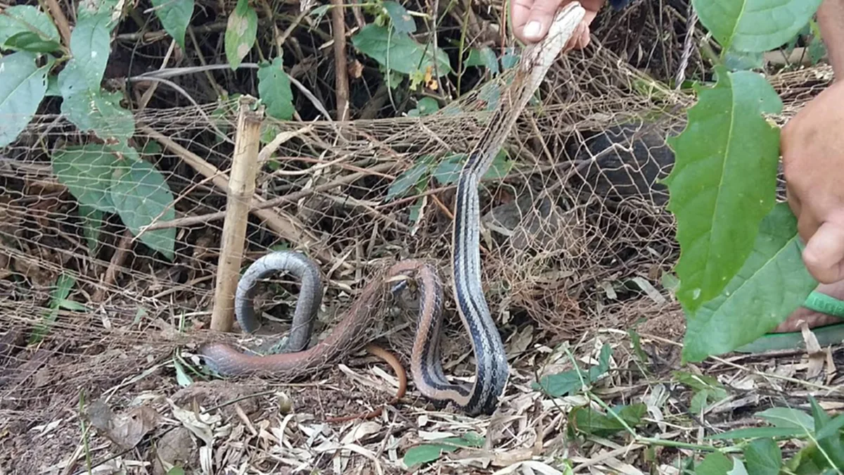 หายโง่สักที ! เผยวิธีไล่ "งูตัวร้าย" ออกจากบ้าน โดยไม่ต้องลงมือฆ่า ชาวเน็ตรีบแชร์เก็บไว้ด่วน!