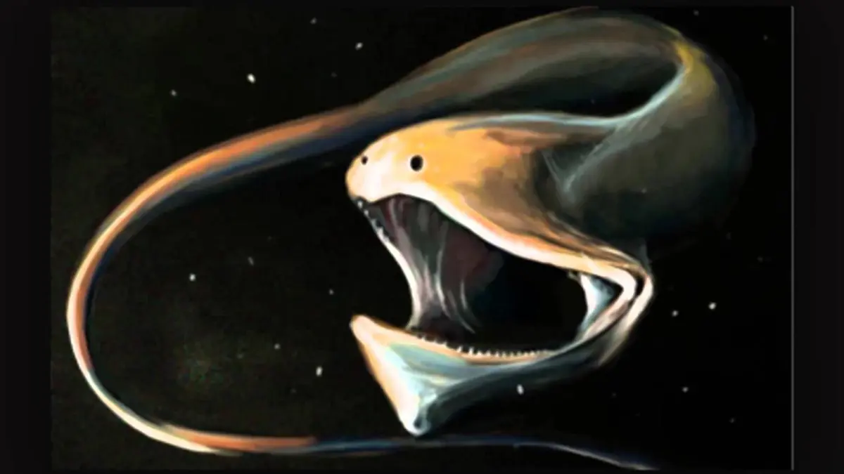 ปลาไหลกัลเปอร์ สิ่งมีชีวิตประหลาดใต้ท้องทะเลลึก (คลิป)
