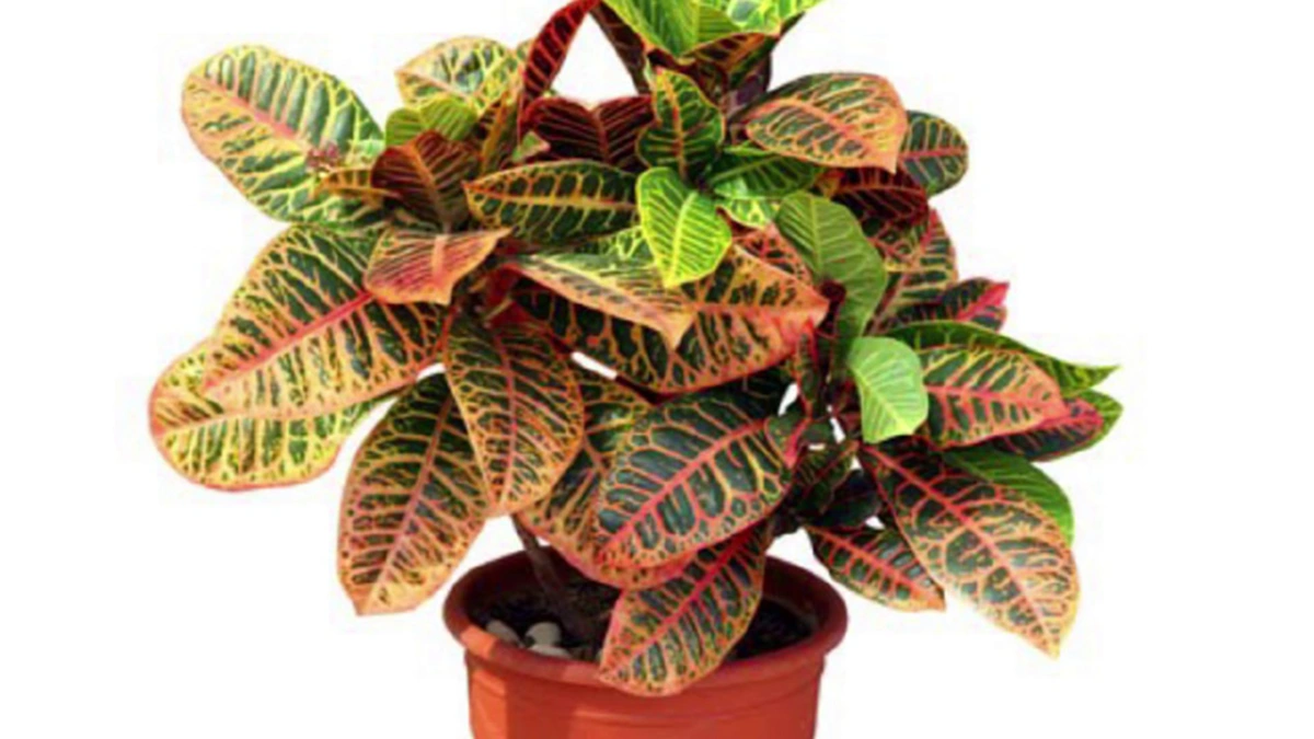 ไม้มงคลปลูกนิยมไว้ในบ้าน เพื่อเสริมโชคลาภ