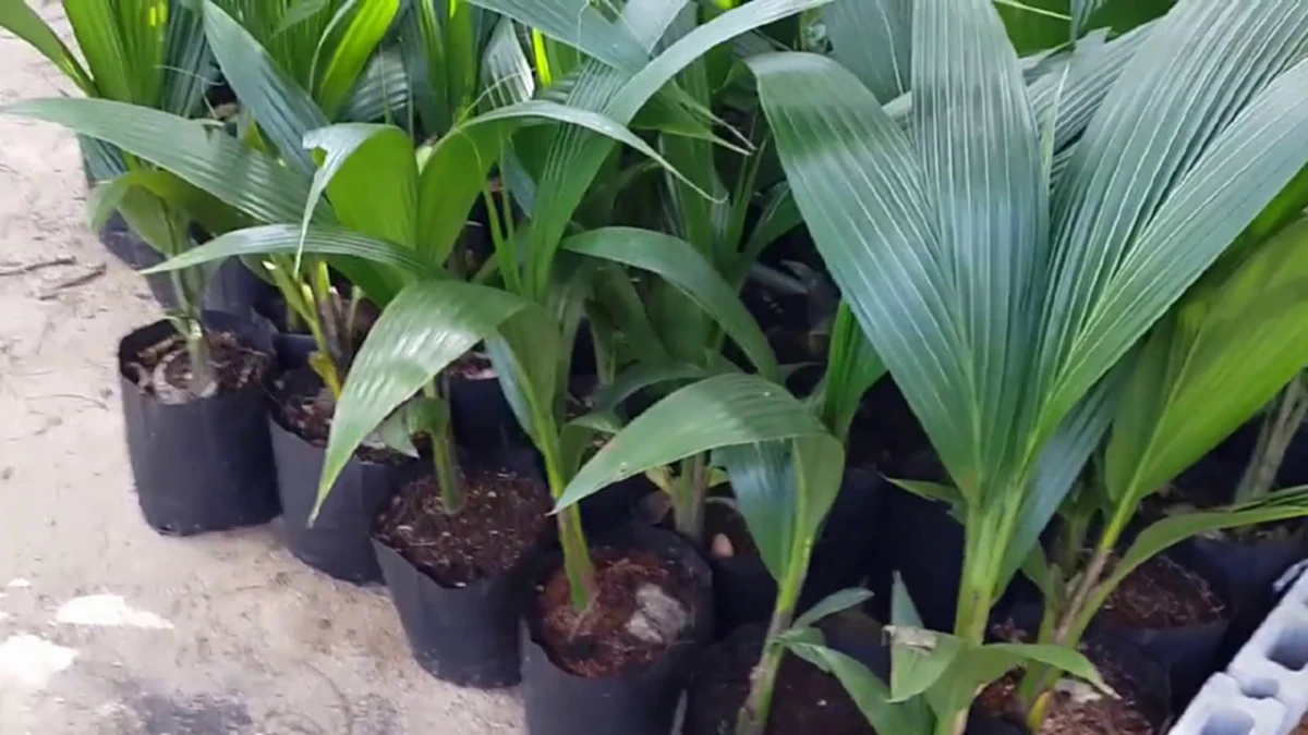 สุดยอดเคล็ดลับปลูกมะพร้าวต้นเตี้ยให้ลูกดกเต็มต้น ด้วยขั้นตอนการปลูกอย่างถูกวิธี