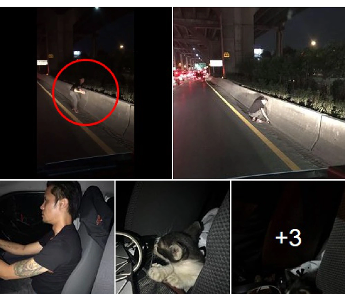 สาธุๆ น้ำใจงาม หนุ่มสาวขับรถกลับตจว.เจอแมวน้อยนอนขดริมถ.วิภาฯ ไม่เลยผ่านพากลับดูแล ล่าสุดบอกเลยพลิกชีวิตจริงๆ