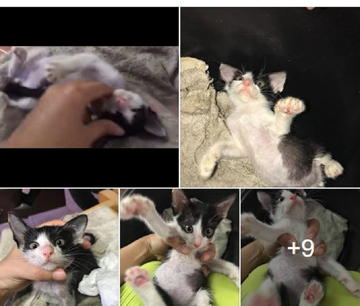 สาธุๆ น้ำใจงาม หนุ่มสาวขับรถกลับตจว.เจอแมวน้อยนอนขดริมถ.วิภาฯ ไม่เลยผ่านพากลับดูแล ล่าสุดบอกเลยพลิกชีวิตจริงๆ