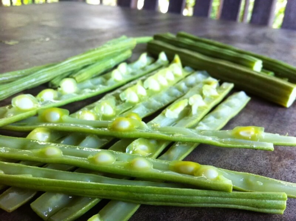 ประโยชน์เน้นๆ!!! 6 สมุนไพรไทยใกล้ตัว ช่วยลด &ldquo;ความดันโลหิตสูง&rdquo; ได้อย่างเหลือเชื่อ รู้แล้วรีบหามาทานด่วน!! (รายละเอียด)