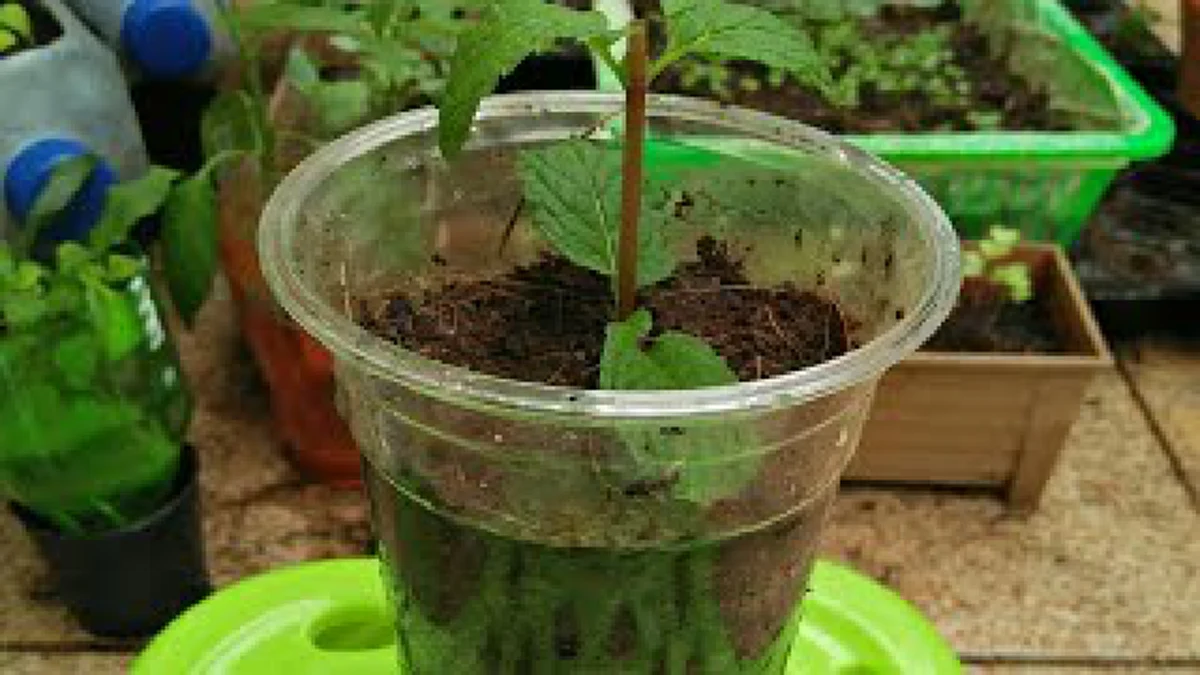 ห้ามทิ้ง! เศษผัก 18 ชนิด สามารถนำมาปลูกซ้ำได้ ประหยัดเงิน แถมทำง่ายนิดเดียว!!!