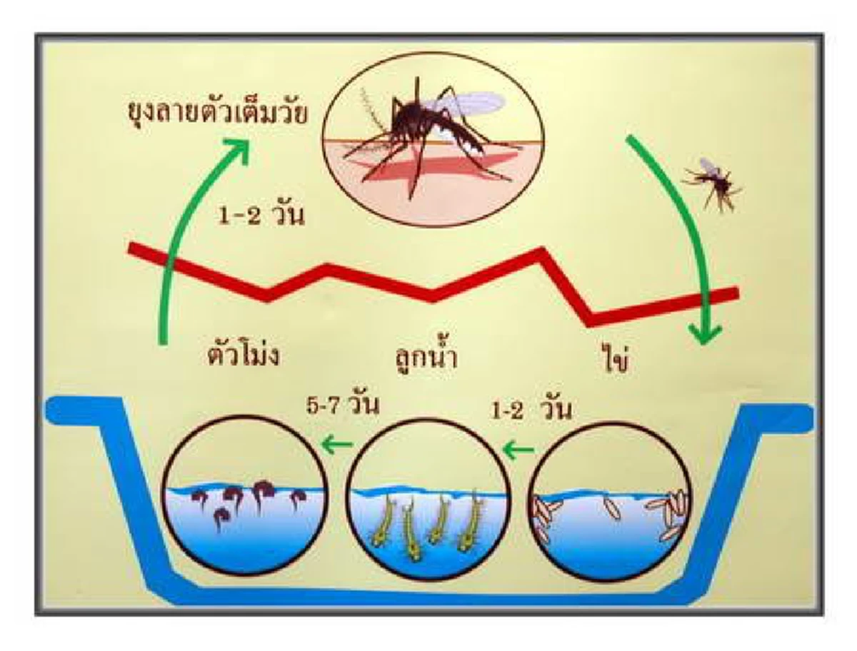 รู้หรือไม่.. ทำไมหลังฝนตกยุงจึงชุม!!??