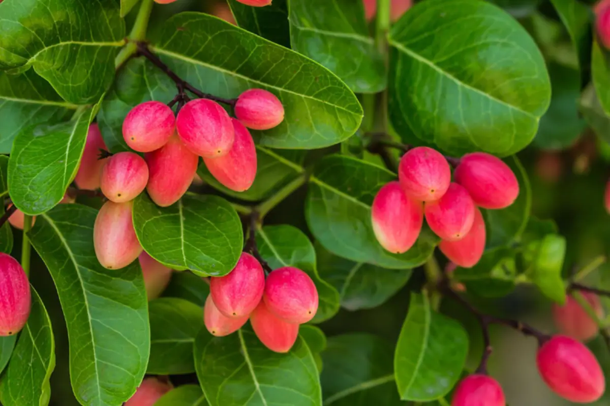 ผลของมะม่วงหาวมะนาวโห่