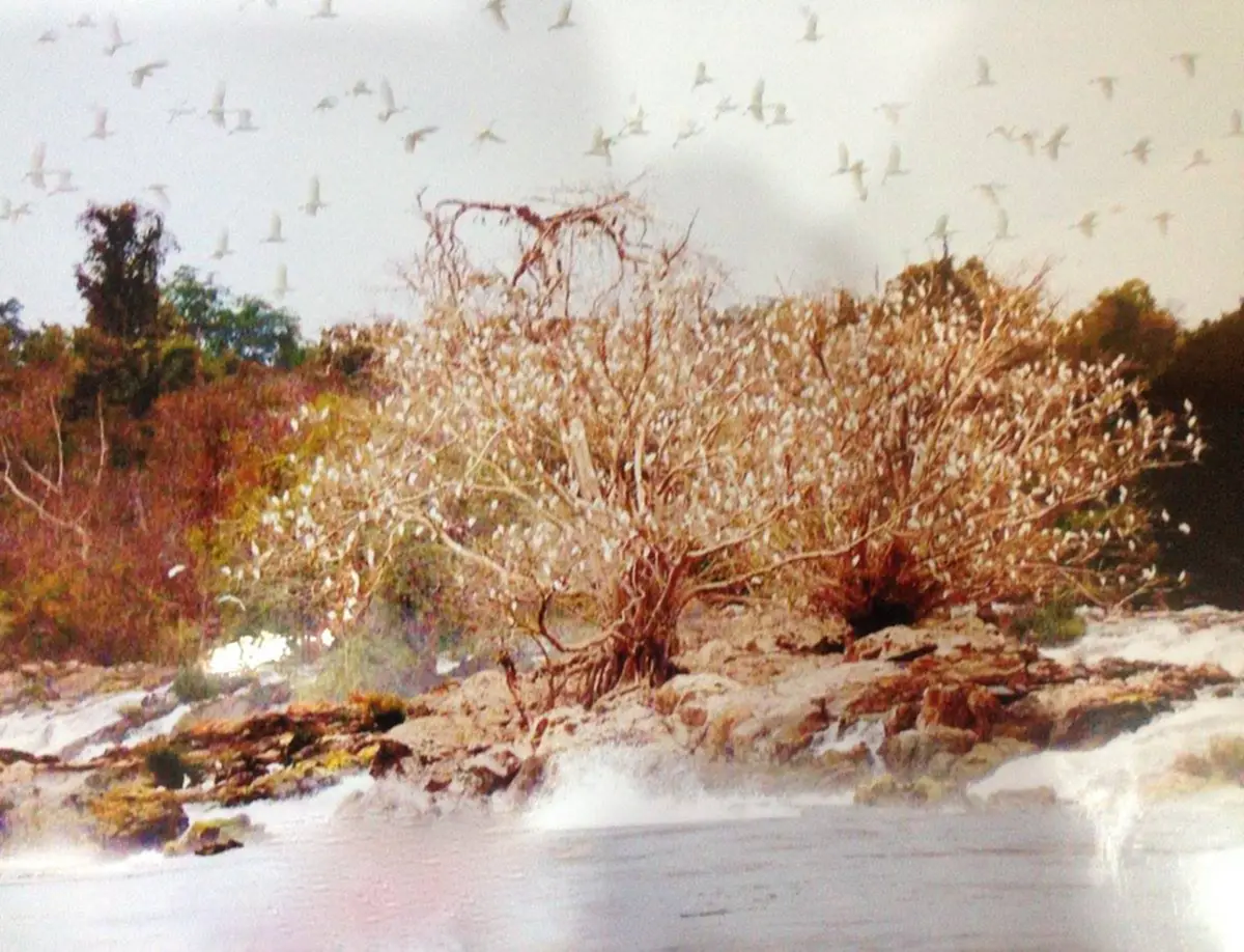 ศักดิ์สิทธิ์มาก! “ต้นมณีโคตร-ต้นชี้ตายปลายชี้เป็น” ต้นไม้ในตำนานแห่งลุ่มแม่น้ำโขง แหกกกฎธรรมชาติ รากฝอยชี้ฟ้า กิ่งก้านทิ่มลงดิ่ง มีที่เดียว!