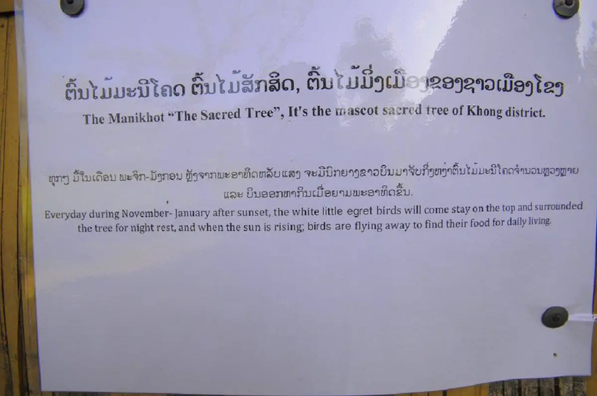 ศักดิ์สิทธิ์มาก! “ต้นมณีโคตร-ต้นชี้ตายปลายชี้เป็น” ต้นไม้ในตำนานแห่งลุ่มแม่น้ำโขง แหกกกฎธรรมชาติ รากฝอยชี้ฟ้า กิ่งก้านทิ่มลงดิ่ง มีที่เดียว!