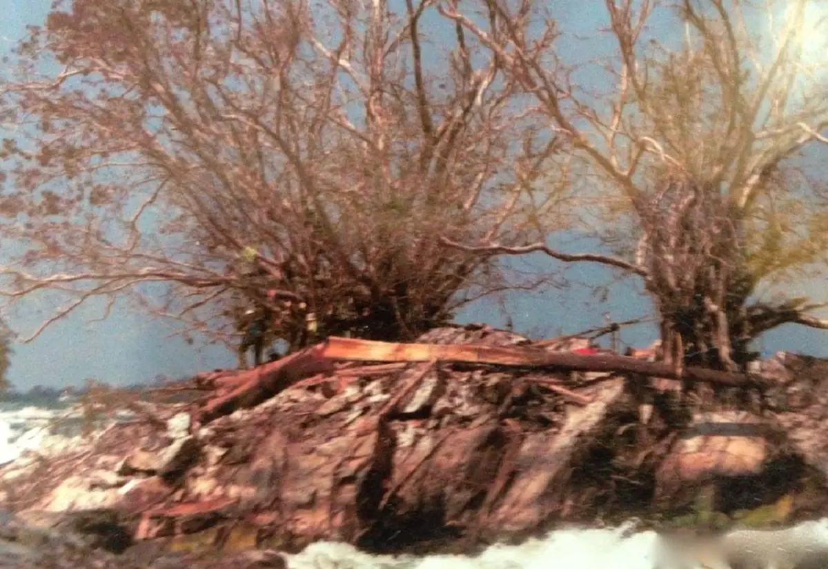 ศักดิ์สิทธิ์มาก! “ต้นมณีโคตร-ต้นชี้ตายปลายชี้เป็น” ต้นไม้ในตำนานแห่งลุ่มแม่น้ำโขง แหกกกฎธรรมชาติ รากฝอยชี้ฟ้า กิ่งก้านทิ่มลงดิ่ง มีที่เดียว!