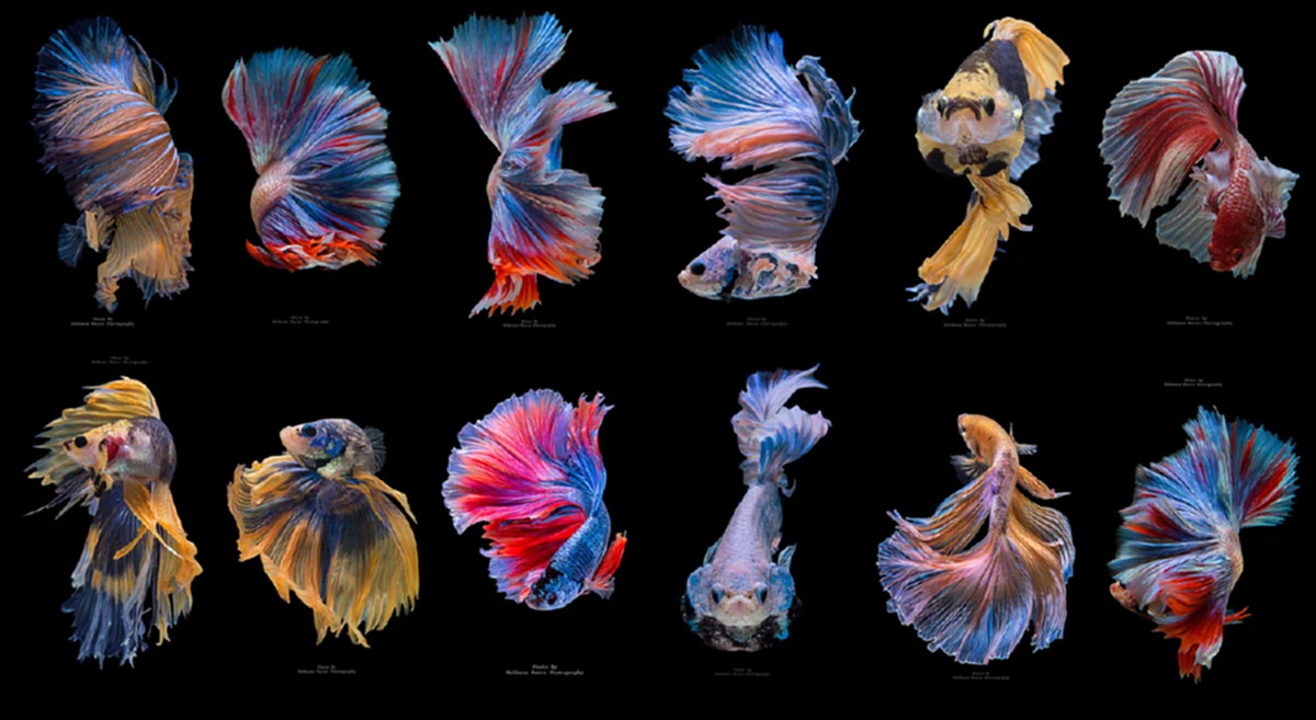 เตรียมตัวถูกแย่ง! หวั่นต่างชาติ ชิงจดสิทธิบัตร "ปลากัดไทย" ซ้ำรอย แมววิเชียรมาศ