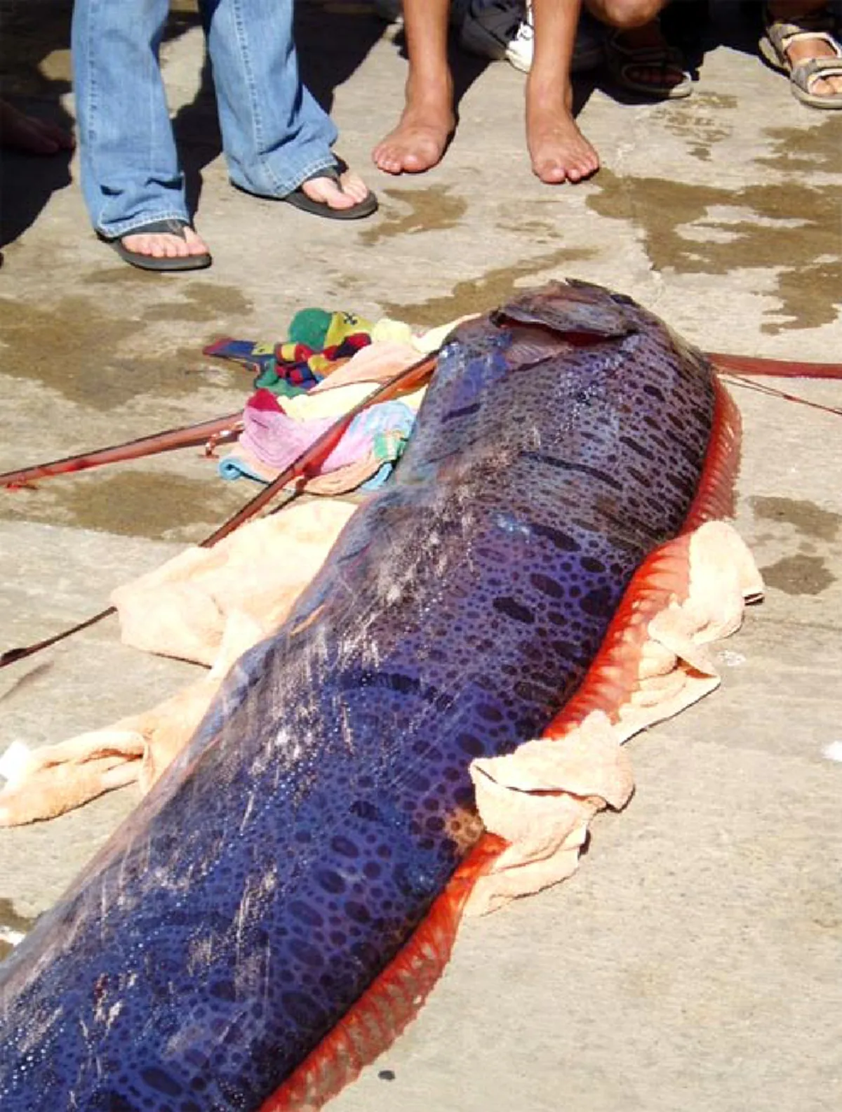 เป็นมงคลแก่ผู้พบเห็น!! ชาวบ้าน พบสัตว์คล้าย "พญานาค" เกยตื้น ยกมือสาธุ งวดนี้ขอให้ร่ำรวย (คลิป)