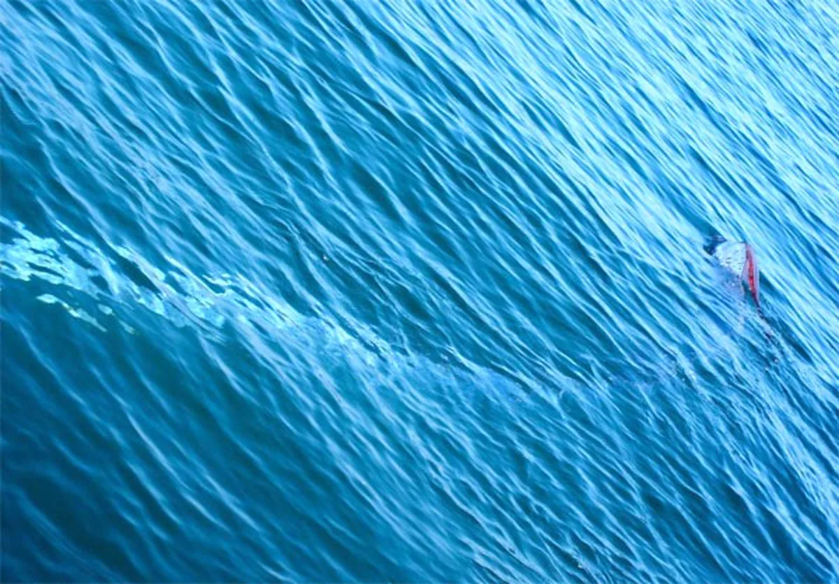 เป็นมงคลแก่ผู้พบเห็น!! ชาวบ้าน พบสัตว์คล้าย "พญานาค" เกยตื้น ยกมือสาธุ งวดนี้ขอให้ร่ำรวย (คลิป)