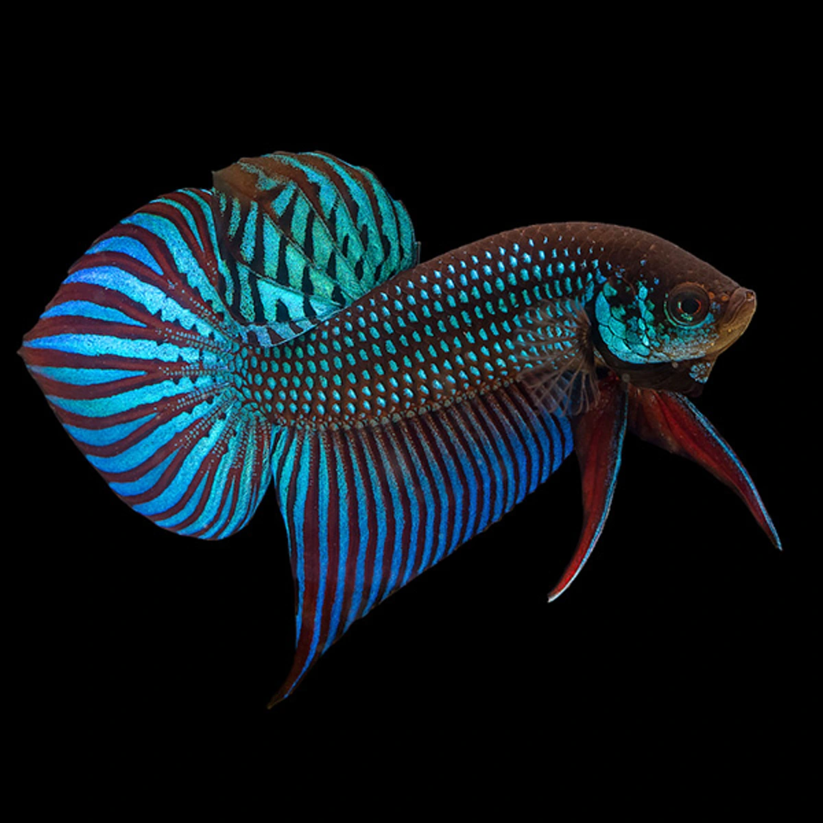 โซเชียลแซะ ท่านรองนายกฯ วิษณุ อย่ายิ้มเจื่อนๆ รับมอบปลากัดจำลอง