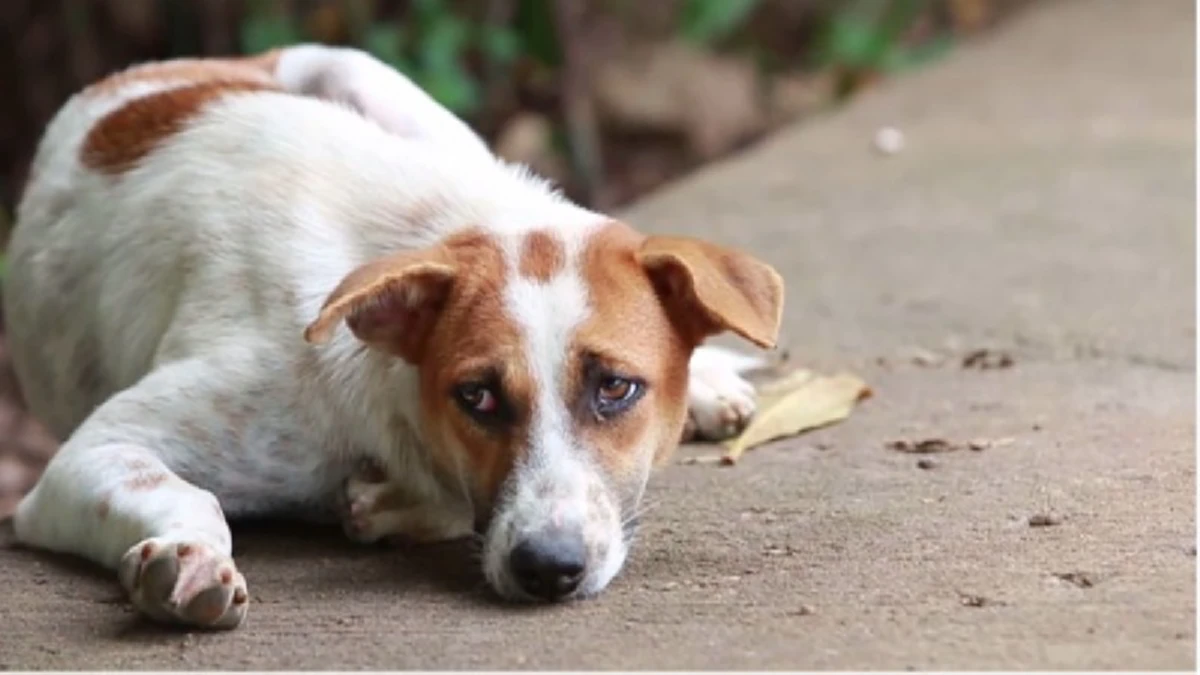 กระทรวงวสาธารณสุข เตรียมหารือหน่วยงานที่แก้ไขปัญหาโรคพิษสุนัขบ้า!! (รายละเอียด)