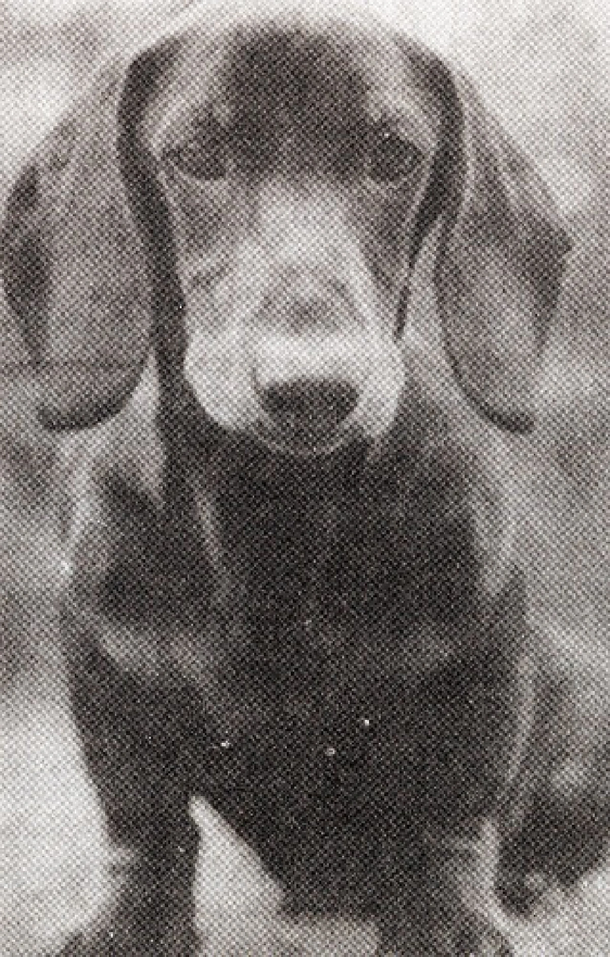 "ถ้าผมไม่ได้เป็นนายกรัฐมนตรี...หมาตัวนี้ก็คงไม่ตาย"!! สะเทือนใจ...กับเรื่องราวของ "ฉลาด" สุนัขที่ทั้งหวงและห่วง ม.ร.ว.คึกฤทธิ์ จนตัวตาย!!