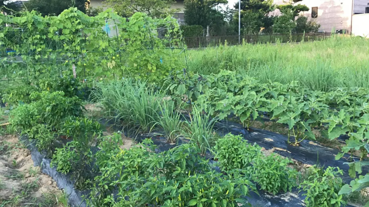 สาวไทยสุดภูมิใจใช้ชีวิตที่ญี่ปุ่น ลงมือปลูกผักกินเอง แถมขายให้เพื่อนบ้าน จนมีรายได้เสริมเลี้ยงลูก