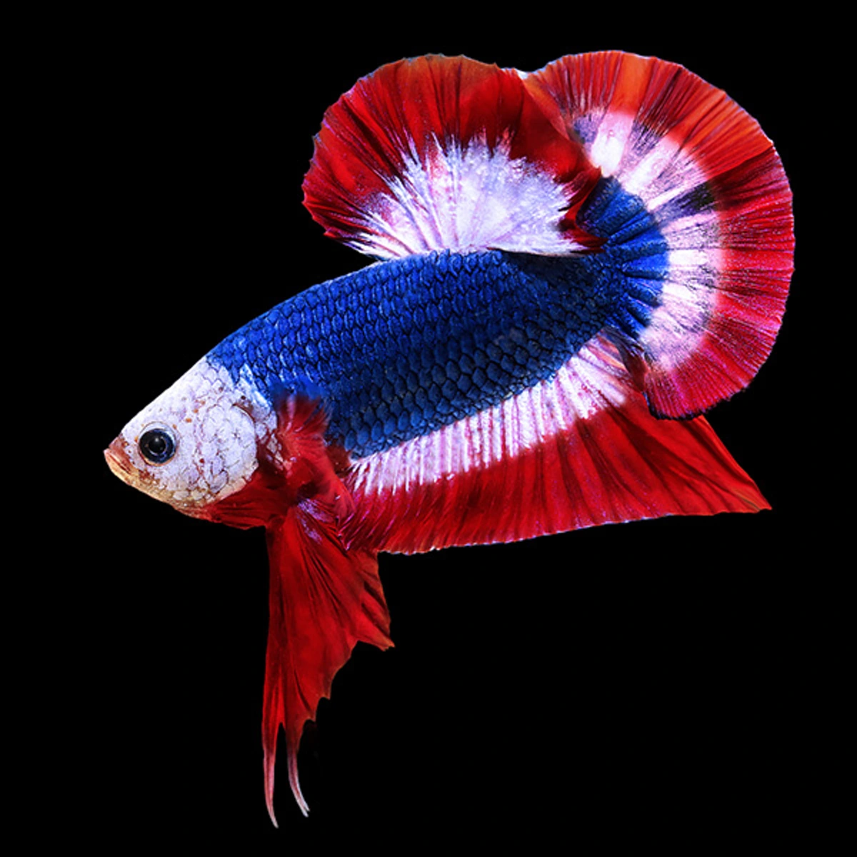 เตรียมตัวถูกแย่ง! หวั่นต่างชาติ ชิงจดสิทธิบัตร "ปลากัดไทย" ซ้ำรอย แมววิเชียรมาศ