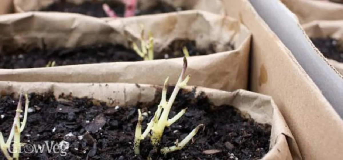 ห้ามทิ้ง! เศษผัก 18 ชนิด สามารถนำมาปลูกซ้ำได้ ประหยัดเงิน แถมทำง่ายนิดเดียว!!!