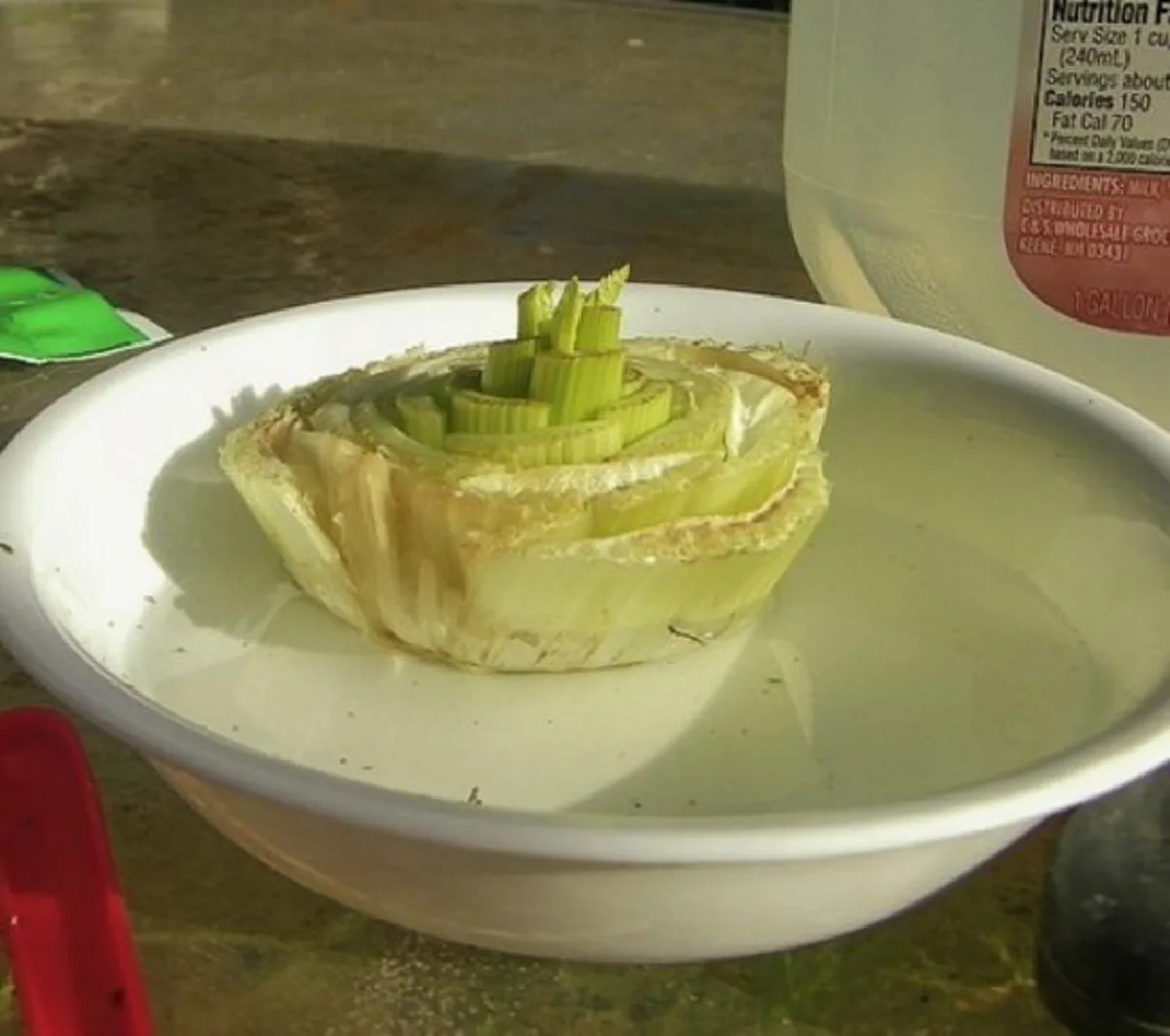 ห้ามทิ้ง! เศษผัก 18 ชนิด สามารถนำมาปลูกซ้ำได้ ประหยัดเงิน แถมทำง่ายนิดเดียว!!!