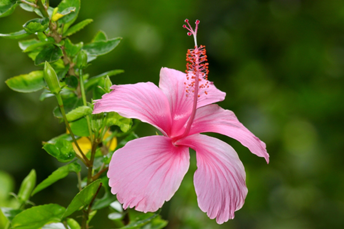 ไม่เชื่ออย่าลบหลู่!! ชื่อและความหมายต้นไม้ไม่มงคลที่ไม่ควรเอามาปลูกในบ้าน